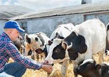 Dairy Workers: Animal Handling and Health